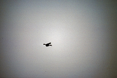 Anthracoceros marchei