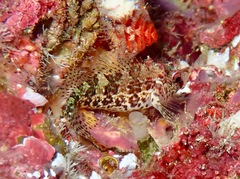 Malacoctenus tetranemus