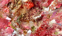 Malacoctenus tetranemus