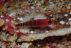 Galapagos Blue-Banded Goby photo 4