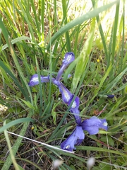 Iris macrosiphon
