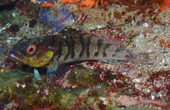 Gobioclinus dendriticus