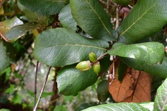 Shinnery oak (Quercus decipiens)