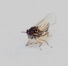 Pissonotus piceus
