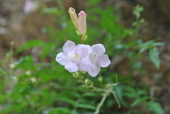 Incarvillea diffusa