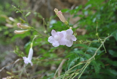 Incarvillea diffusa