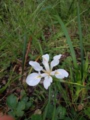Iris macrosiphon