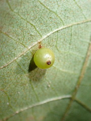 Caryomyia leviglobus