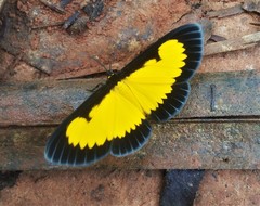 Xanthyris flaveolata