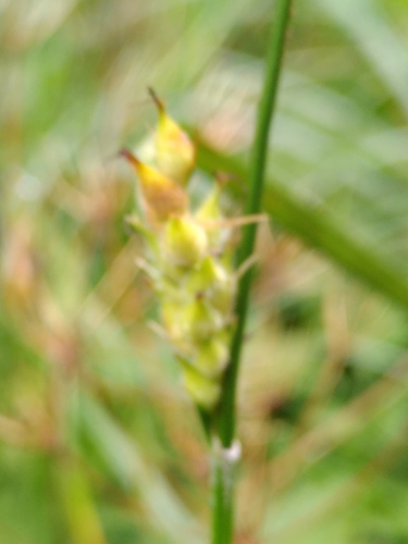 ostrica srstnatá (Carex hirta)
