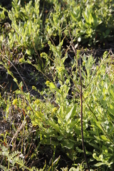 Senecio subcanescens