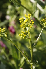 Senecio subcanescens