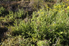 Senecio subcanescens