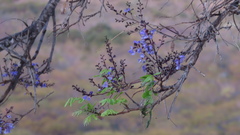 Bowdichia virgilioides