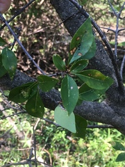 Forestiera acuminata