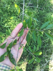 Forestiera acuminata