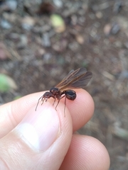 Acromyrmex coronatus