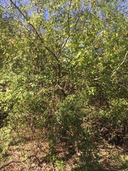 Forestiera acuminata