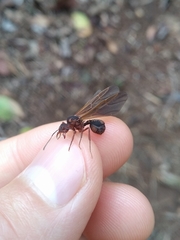 Acromyrmex coronatus