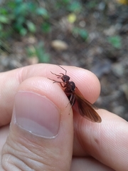 Acromyrmex coronatus