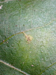 Caryomyia leviglobus
