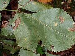 Caryomyia leviglobus