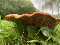 Paxillus involutus