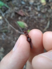 Acromyrmex coronatus