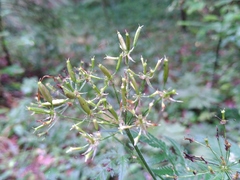 Chaerophyllum villarsii