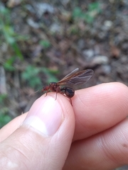 Acromyrmex coronatus