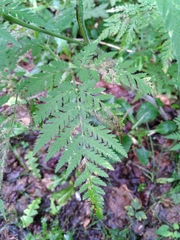 Chaerophyllum villarsii