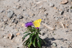 Cirsium vlassovianum