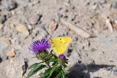 Cirsium vlassovianum