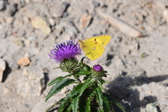 Cirsium vlassovianum