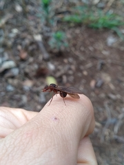 Acromyrmex coronatus