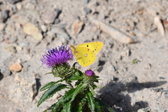 Cirsium vlassovianum