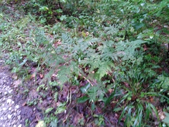 Chaerophyllum villarsii