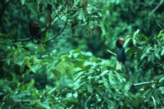 Rhabdotorrhinus leucocephalus