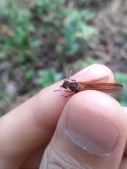 Acromyrmex coronatus