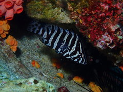 Dermatolepis dermatolepis