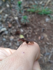 Acromyrmex coronatus