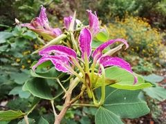 Bauhinia macranthera