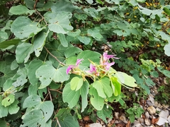 Bauhinia macranthera