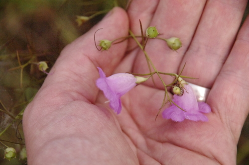 Image of Agalinis navasotensis by (c) Eric Knight, some rights reserved (CC BY)