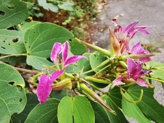 Bauhinia macranthera