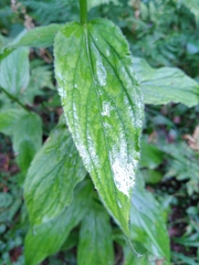 Digitalis grandiflora