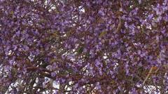 Bowdichia virgilioides