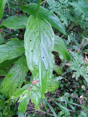 Digitalis grandiflora