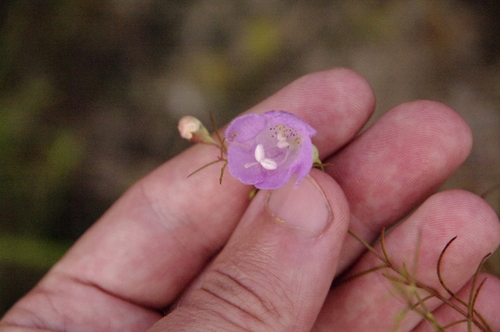 Image of Agalinis navasotensis by (c) Eric Knight, some rights reserved (CC BY)