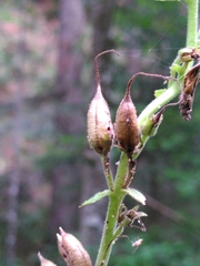 Digitalis grandiflora